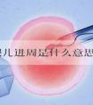 试管婴儿进周是什么意思？成活率高吗？