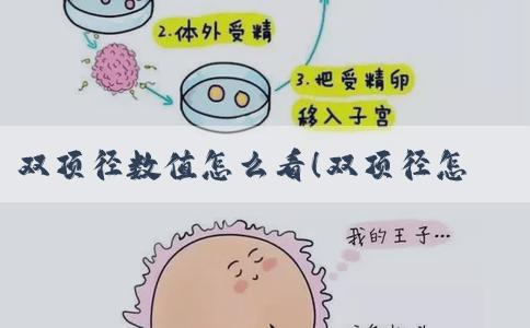 双顶径数值怎么看！双顶径怎么看胎儿体重！