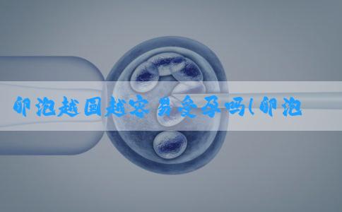 卵泡越圆越容易受孕吗！卵泡越大越圆的好?！