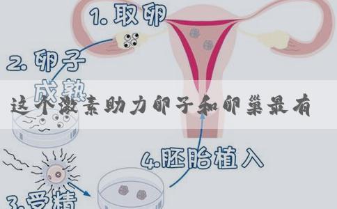 这个激素助力卵子和卵巢最有效！但补充有风险？这样调节保安全！