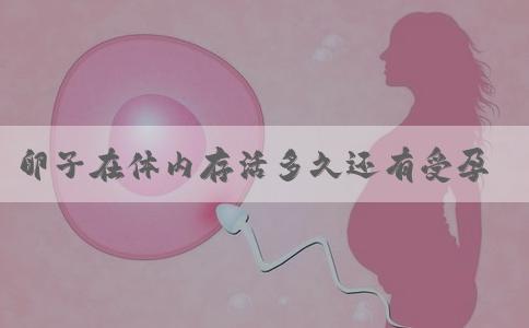 卵子在体内存活多久还有受孕能力?