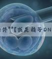 反复胎停**？或是精子DNA碎片率过高所致！
